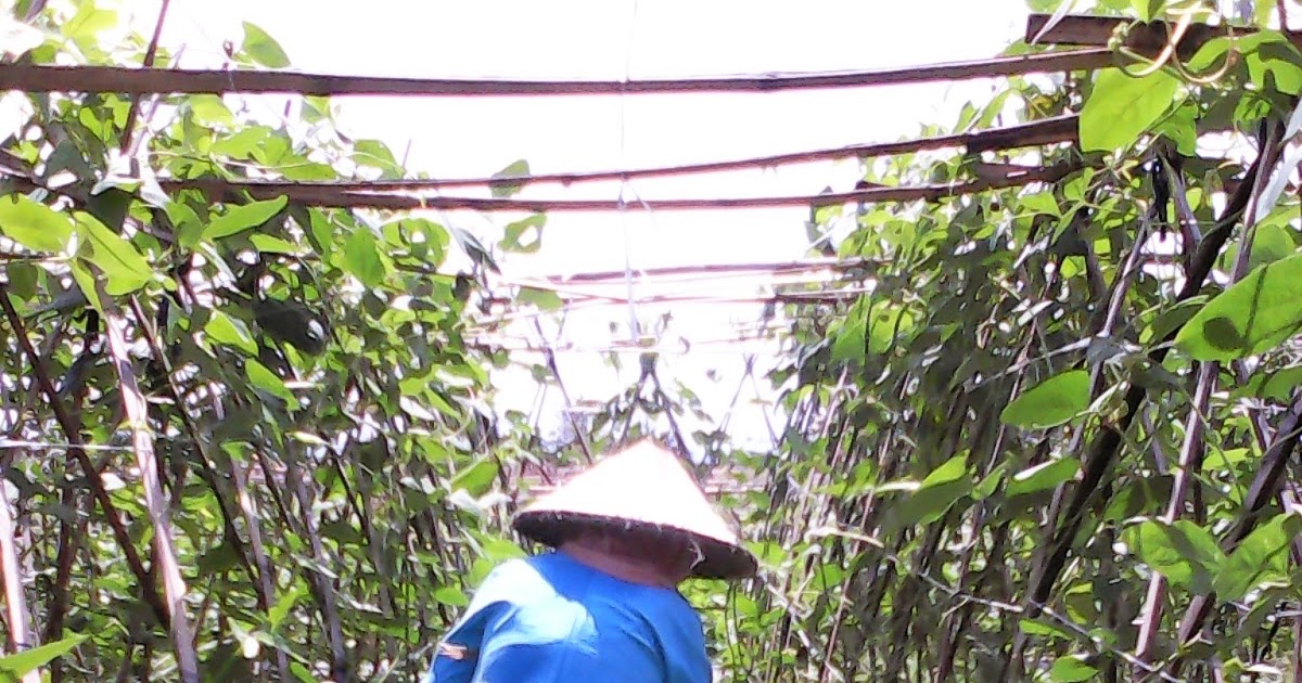 Contoh Wawancara Dengan Petani Sayuran Contoh Resource